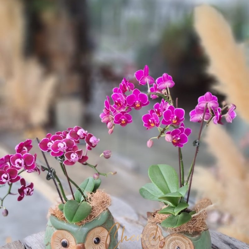 Orchid