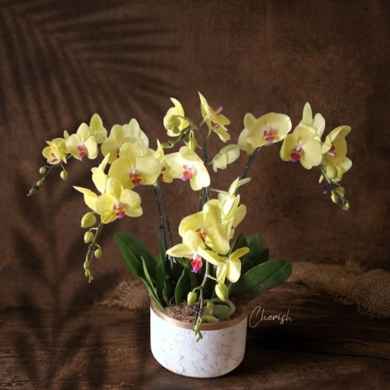 PO01 - Golden Phalaenopsis Orchids in Pot