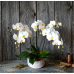 PO02 - Fairy White Phalaenopsis Orchids in Pot