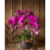 PO03 - Premium Purple Phalaenopsis Orchids in Pot