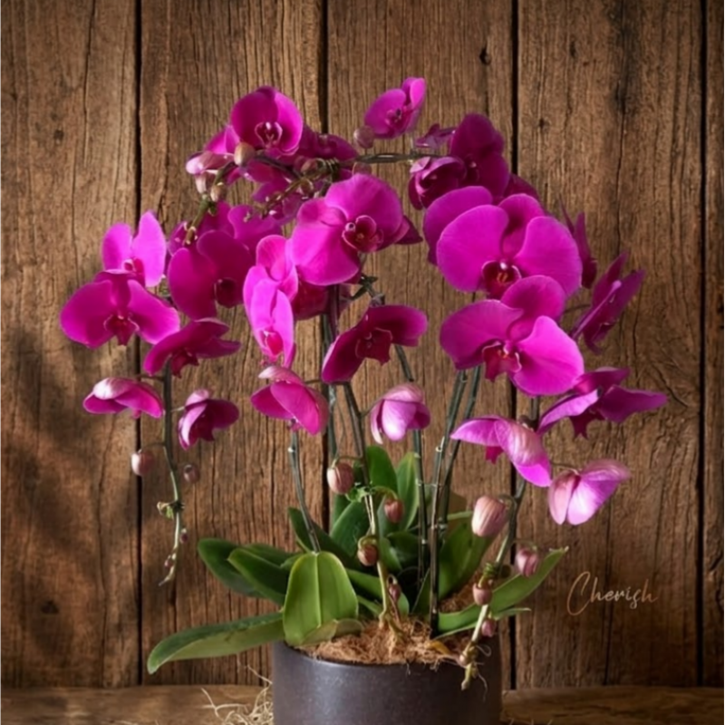 PO03 - Premium Purple Phalaenopsis Orchids in Pot