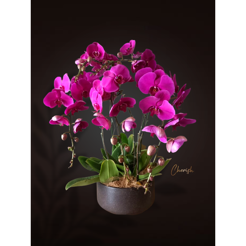 Potted Orchid