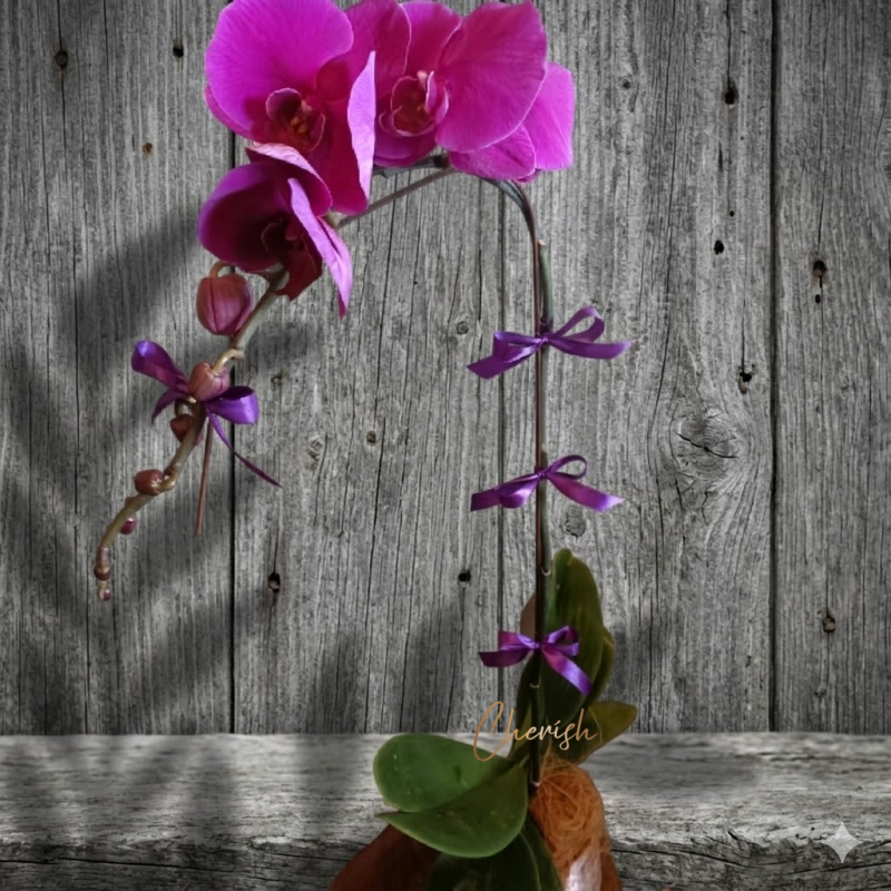 PO04 - Single Stalk Purple Phalaenopsis in Pot