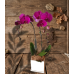 PO05 - 2 Stalks Purple Phalaenopsis Orchids in Pot