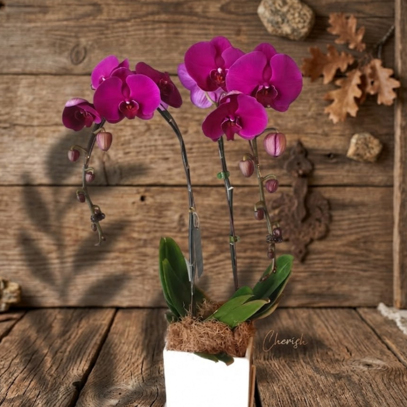 PO05 - 2 Stalks Purple Phalaenopsis Orchids in Pot